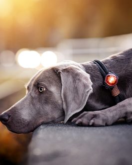 Orbiloc LED-Licht-Klipp für Hundehalsband