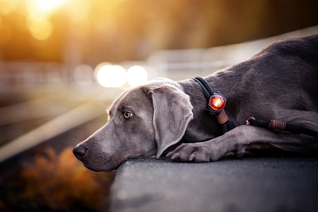 Orbiloc LED-Licht-Klipp für Hundehalsband