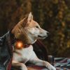 Sicherheitslicht Leuchthalsband für Hunde von Jagdeinrichtung24