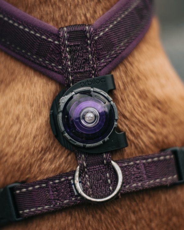 Sicherheitslicht Leuchthalsband für Hunde von Jagdeinrichtung24