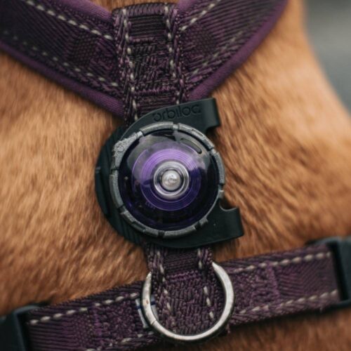 Orbiloc LED Licht Klipp Jagd Hundehalsband – Bild 3