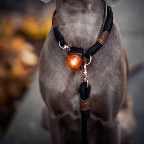 Orbiloc LED Licht Klipp Jagd Hundehalsband – Bild 4