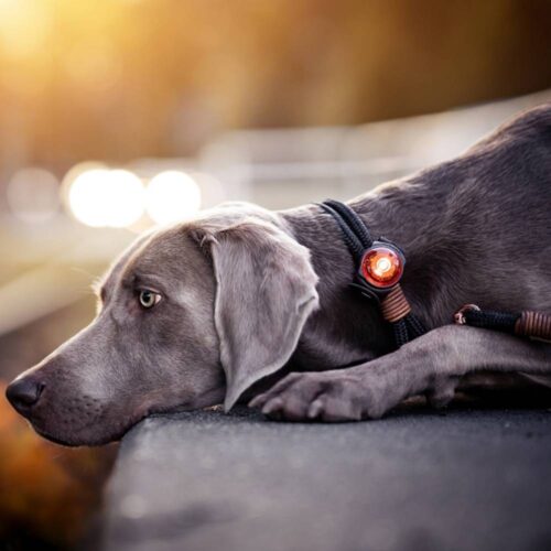 Orbiloc LED Licht Klipp Jagd Hundehalsband – Bild 5