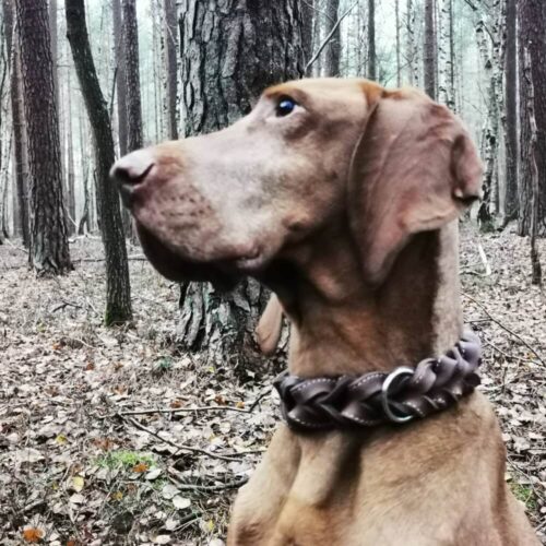 Geflochtenes Lederhalsband für Jagdhunde im Wald aus weichem Fettleder gefertigt