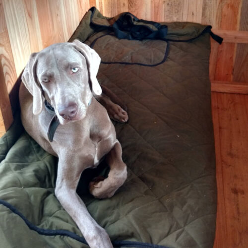 Ein grauer Hund liegt auf einer grünen Decke in einer Holzhütte